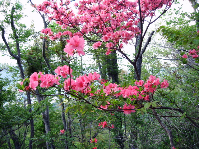 三ツ峠