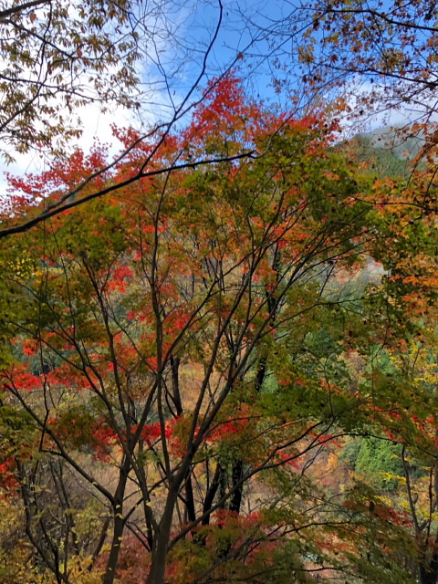 本仁田山