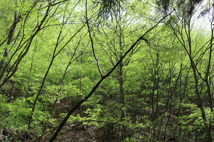 滝子山