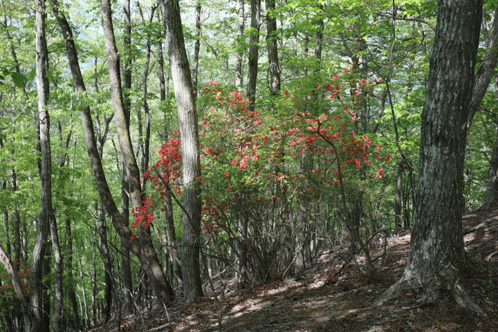 滝子山