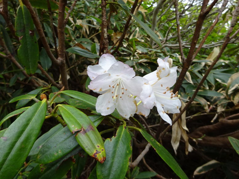 平標山