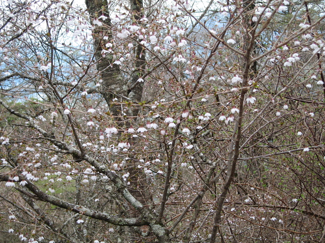 三ツ峠