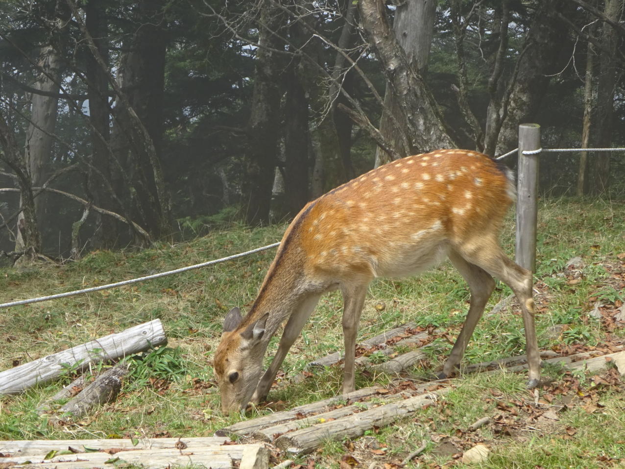大菩薩嶺