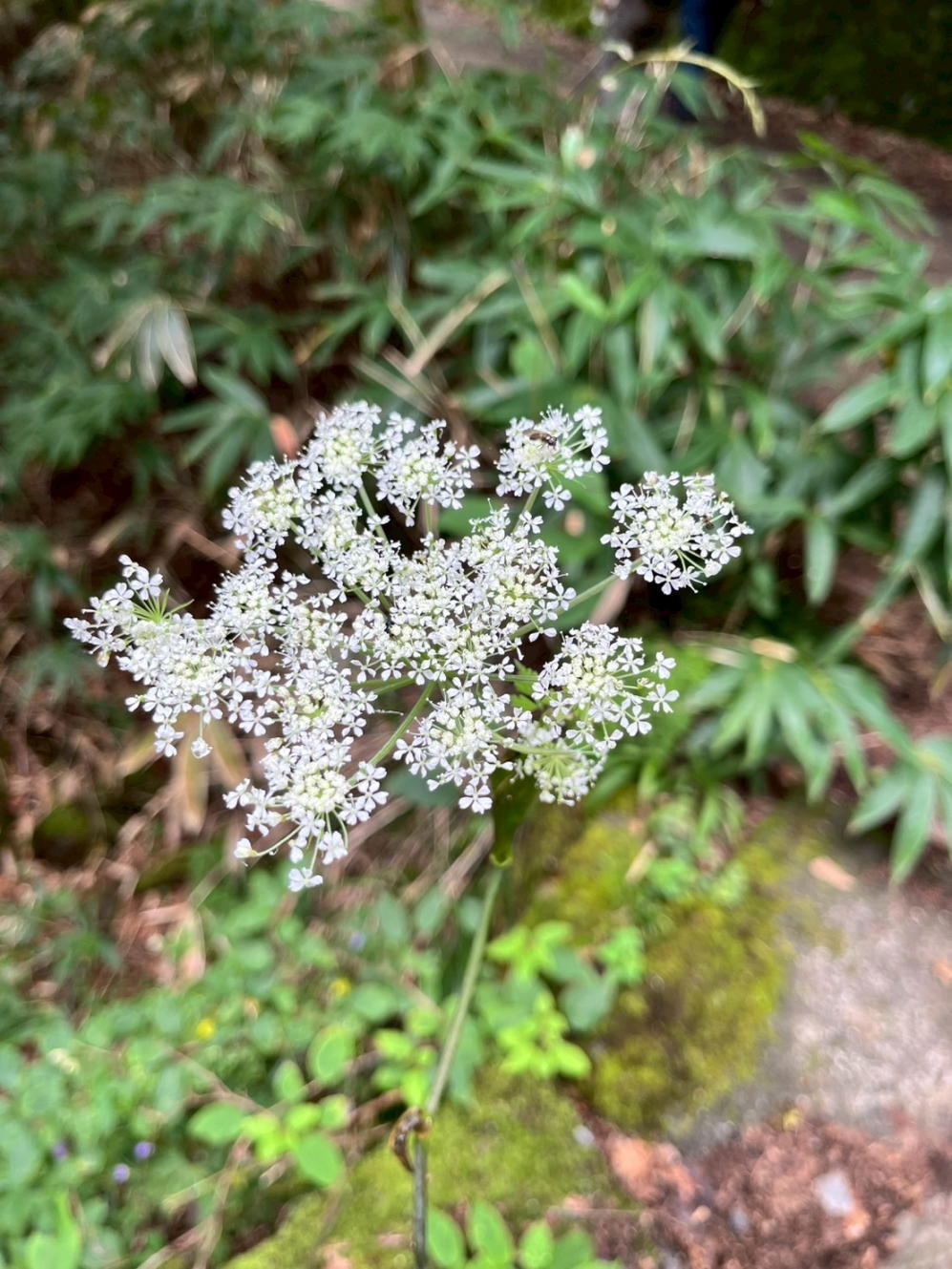 大菩薩嶺