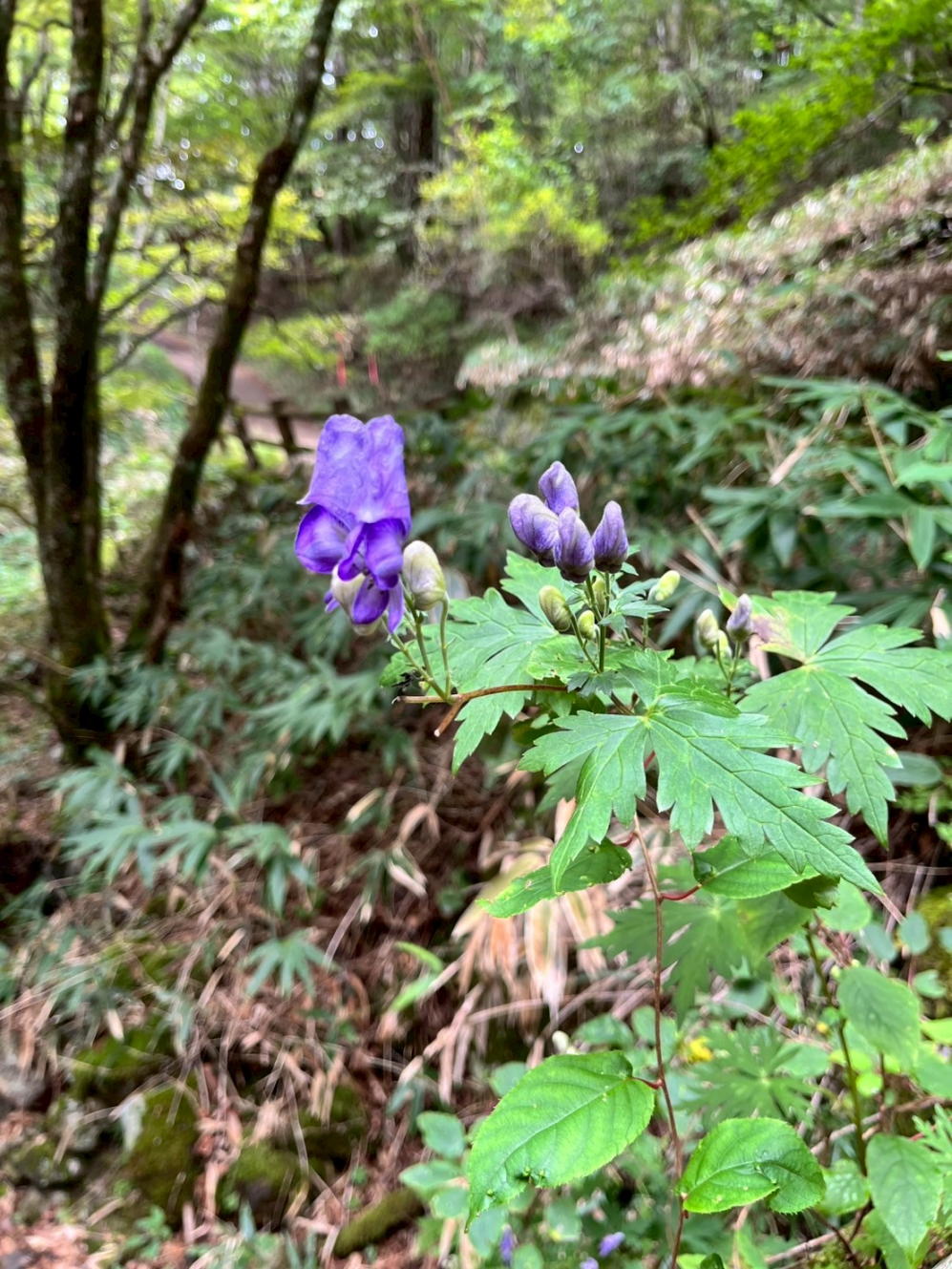 大菩薩嶺